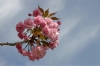 Japanische Blütenkirsche (Prunus serrulata)