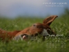 Pferde Desktop-Kalender Juni 2008