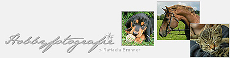 Homepage von Raffaela Brunner besuchen